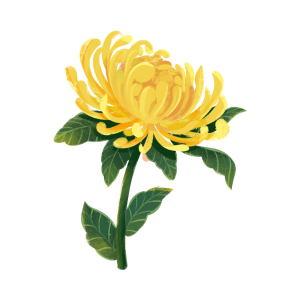 菊の花のイラスト